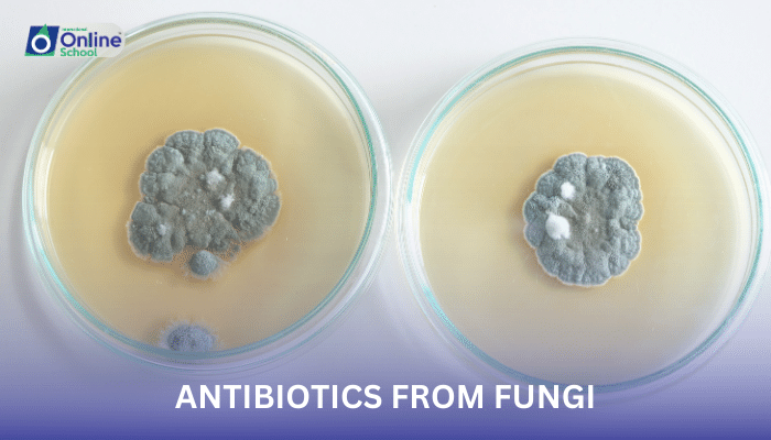 Lesson 07: Antibiotics from Fungi